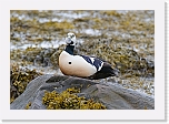allihaahka_steller's eider_9718 * 1294 x 900 * (179KB)